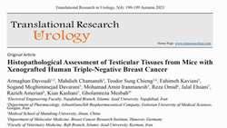 Histopathological Assessment of Testicular Tissues from Mice with Xenografted Human Triple-Negative Breast Cancer